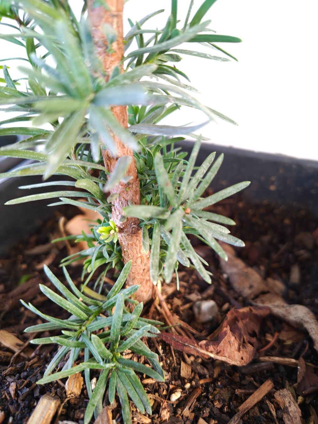 Piante & sementi: Eibe Taxus baccata – Nuovo (secondo la descrizione) da Uerkheim venduto da Justi.y 5