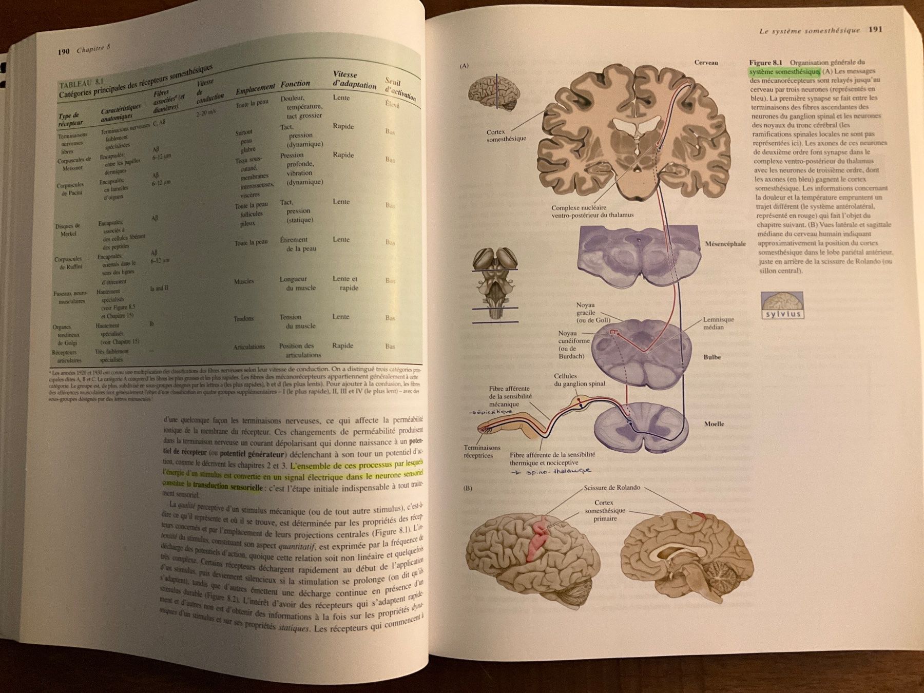 Libri: Neurosciences - Purves - 3ème édition - sans Cd – Usato da Avenches venduto da Lactobacille 1