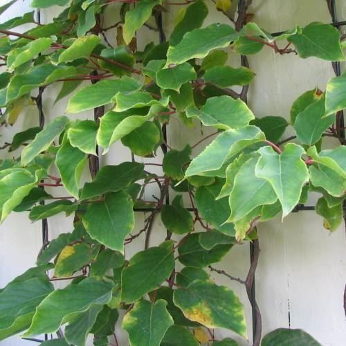 Piante & sementi: Kiwai autofertile 'Issai'  15-20cm – Nuovo (secondo la descrizione) da Bremblens venduto da FIBONACCI369 4