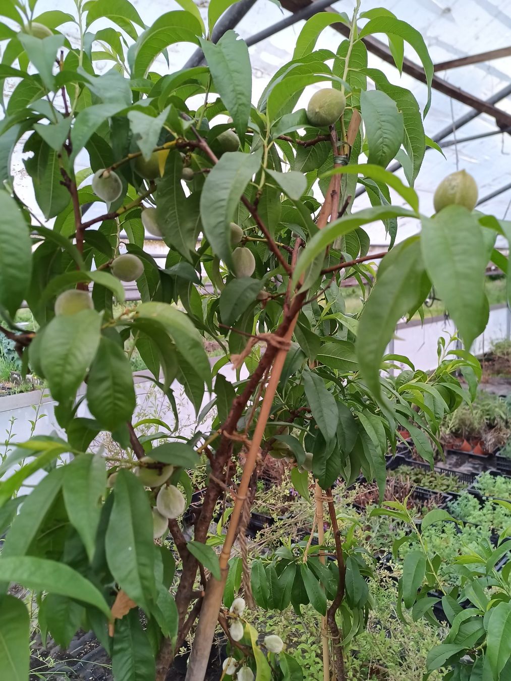 Piante & sementi: Aromatischer 🍑 1.60 hoch – Usato da Zug venduto da SirGoldFish 2