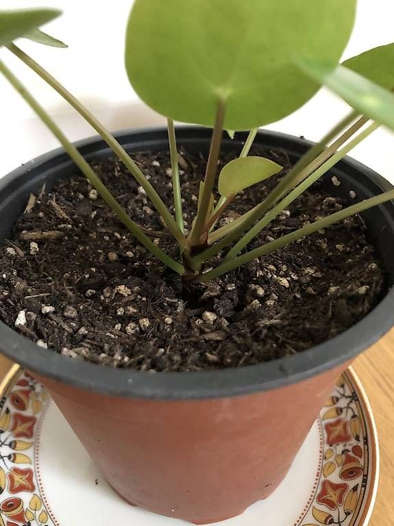 Piante & sementi: Ufopflanze - Pilea peperomioides – Usato da Rüti ZH venduto da Nottinghill2 2