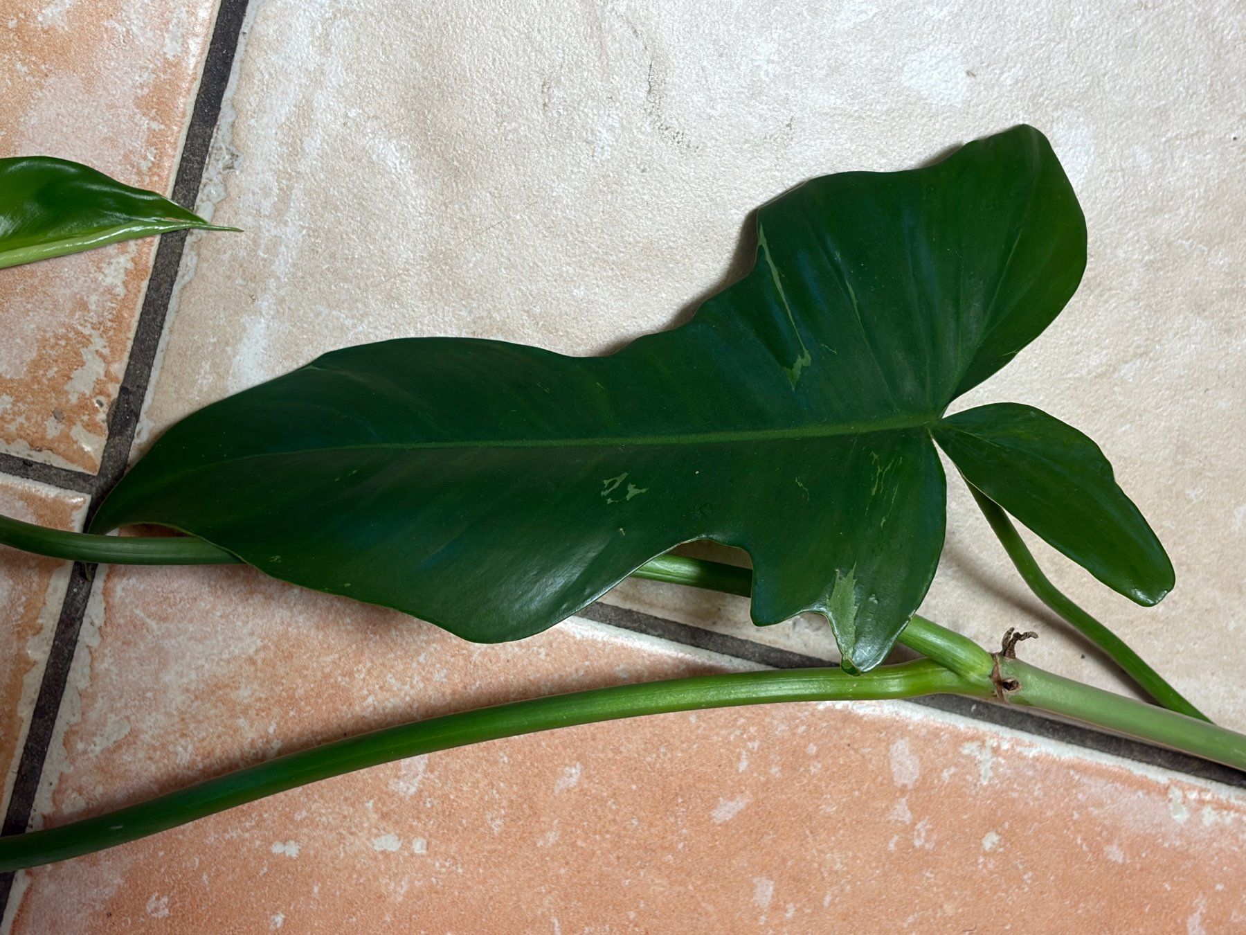 Piante & sementi: Philodendron bipennifolium - Geigenblatt-Philodendron – Usato da Winterthur venduto da Aniger 3