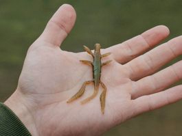 JAEGER Wasserskorpion Gummiköder NEPA - Barsch Gummiköder