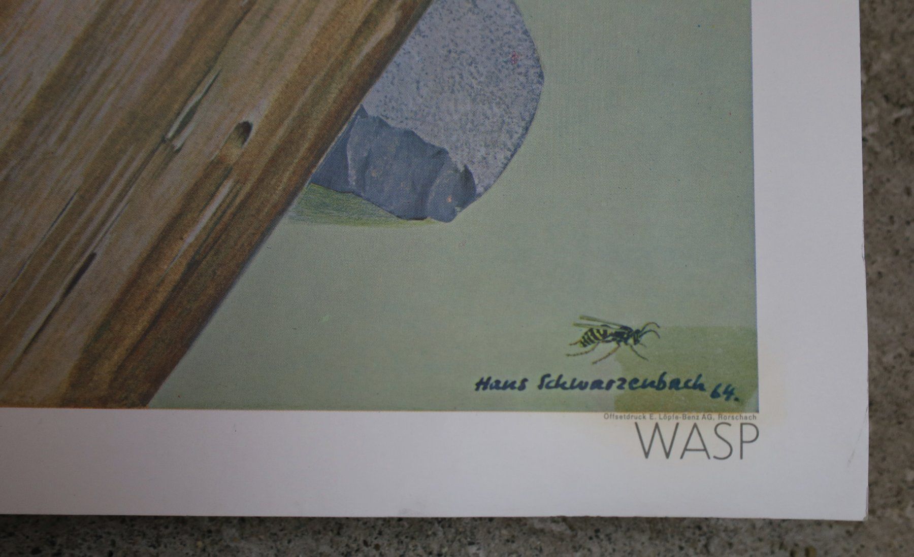 Foto & Immagini: Schulwandbild "Wespe" H. Schwarzenbach – Usato da Birrwil venduto da brandschatz_birrwil 5