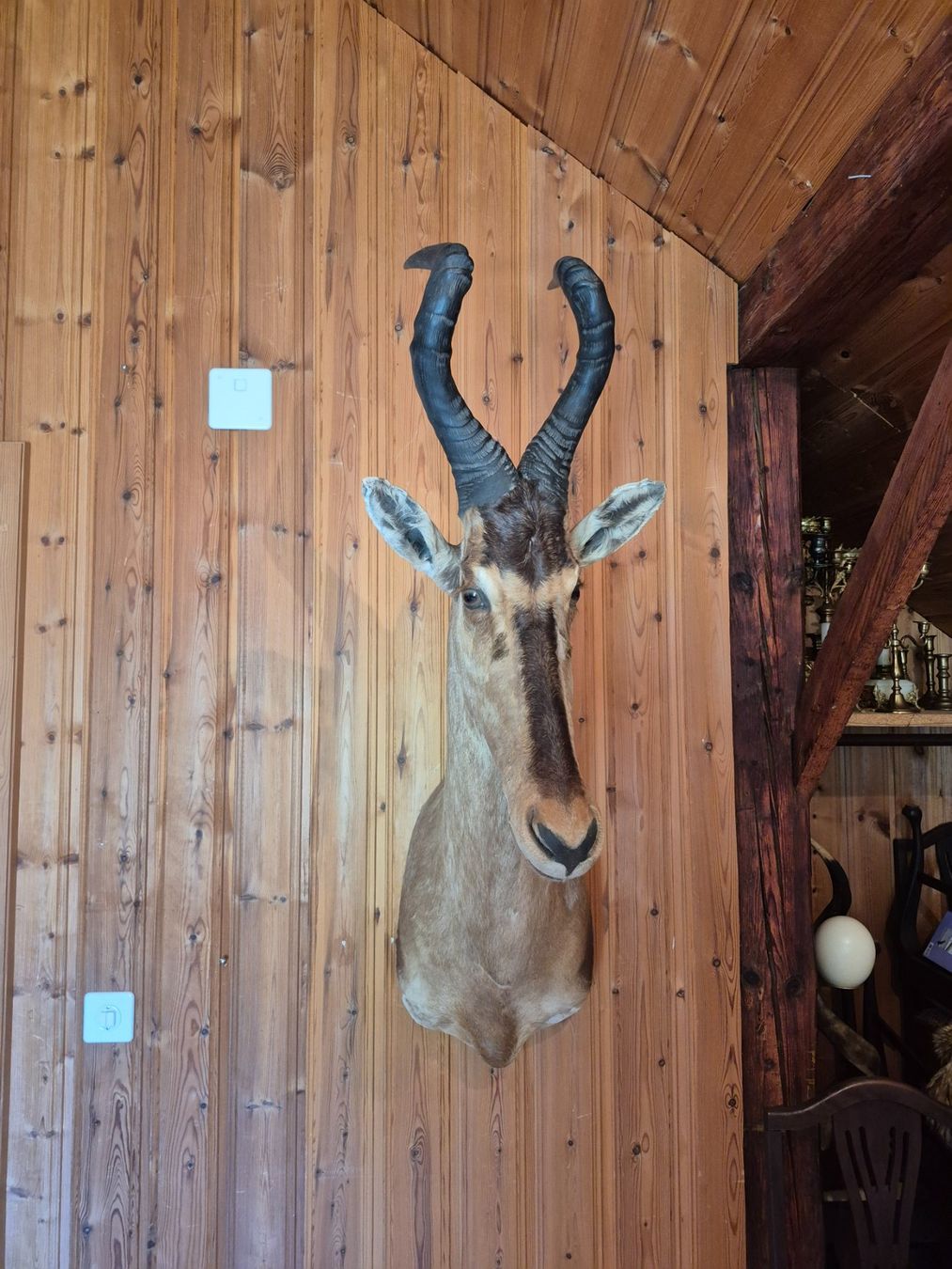 Il mondo degli animali: Trophée de chasse bubale roux / Kuhantilope Jagdtrophäe – Usato da Treyvaux venduto da Kbh2000 3