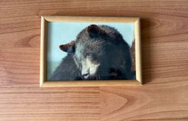 Holzrahmen Schwarzbär