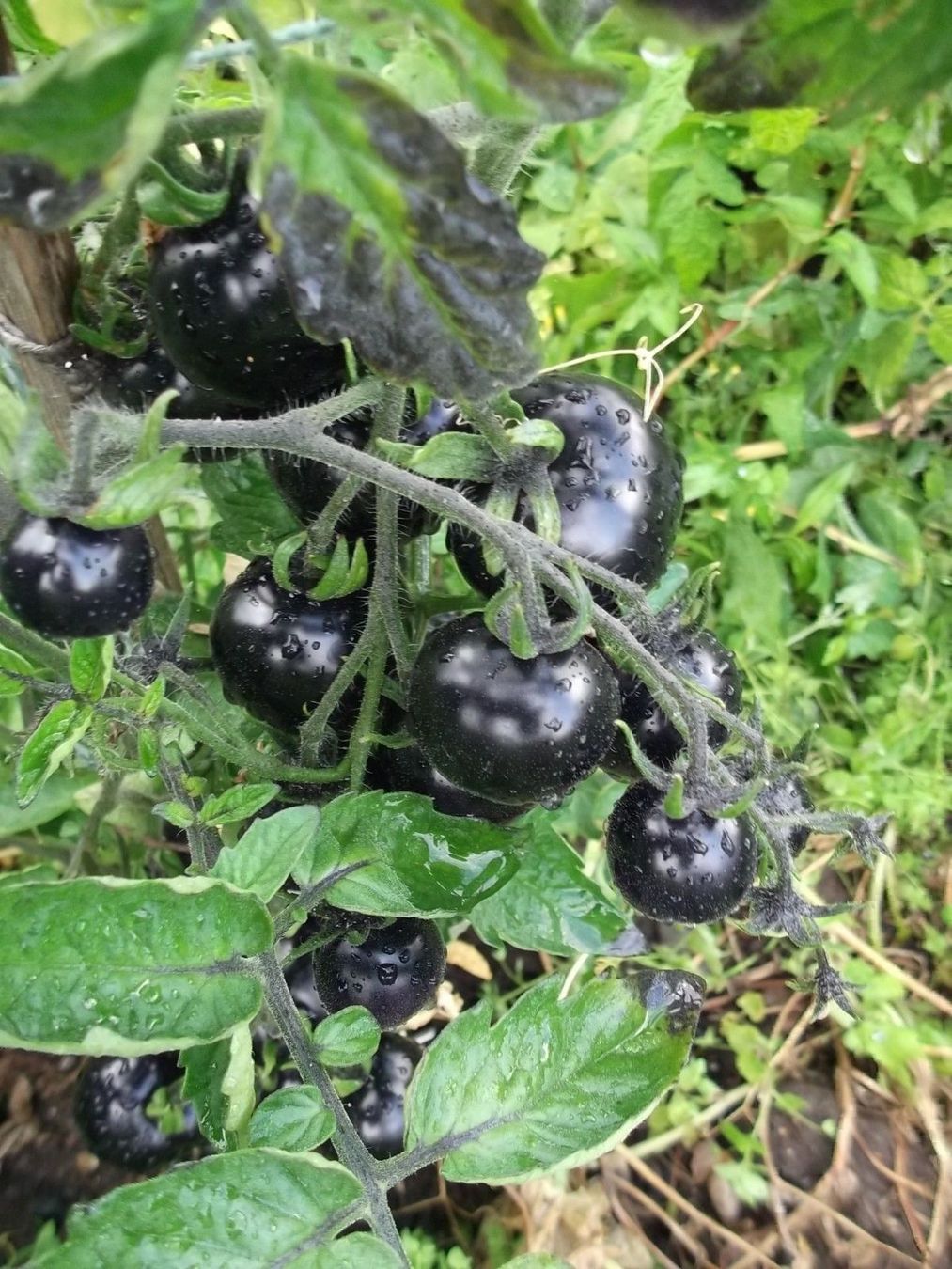 Piante & sementi: 50 Samen schwarze Tomate INDIGO ROSE – Nuovo (secondo la descrizione) da Ehrendingen venduto da VerveinaSamen 6