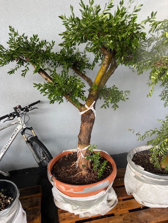 Olivenbaum Bonzai Style ca.80jährig