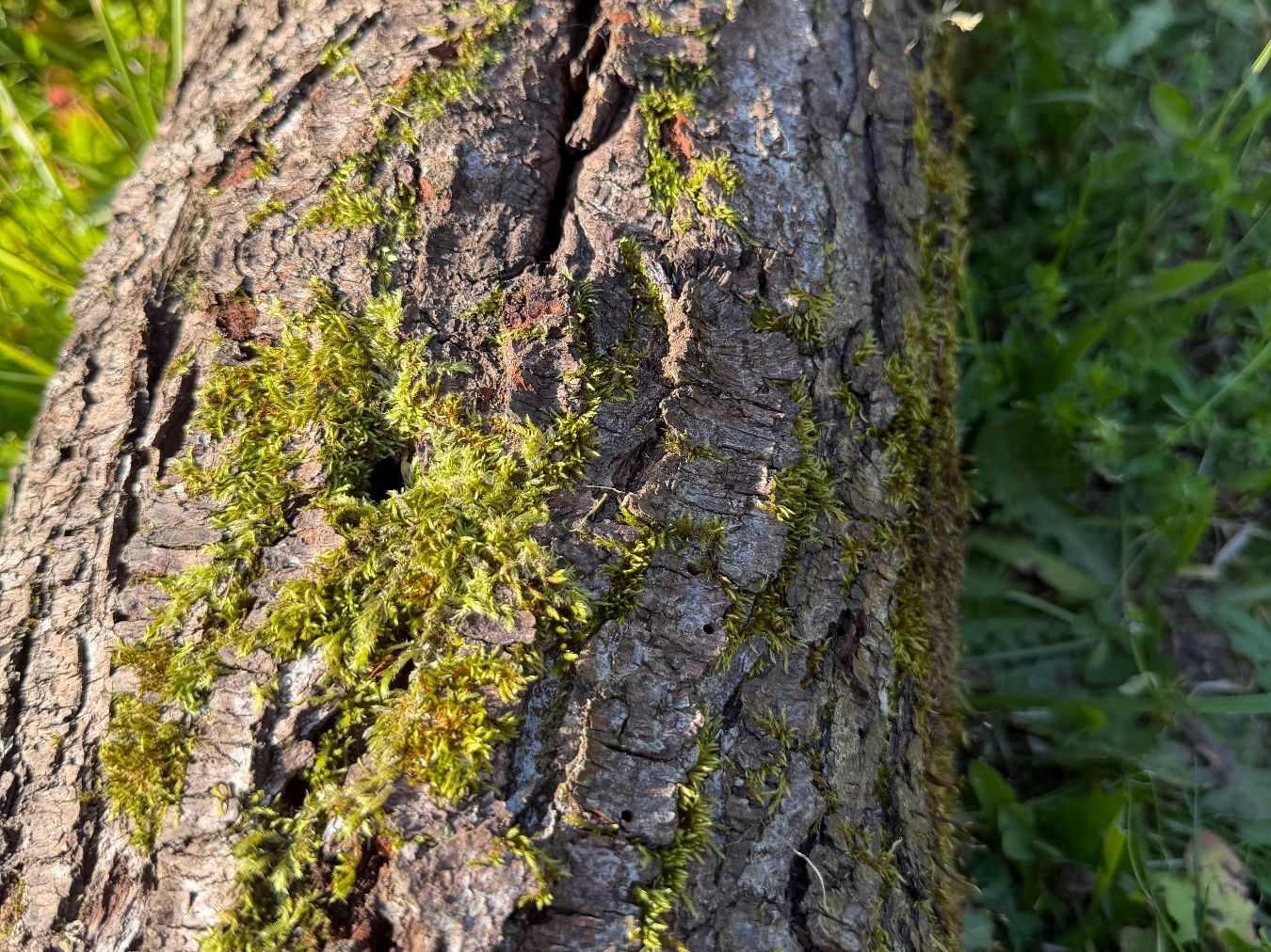 Articoli in legno: Holzstamm Zwetschgen verwittert – Usato da Huttwil venduto da Burk3 2
