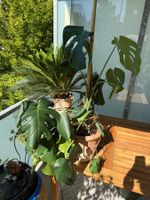 Monstera deliciosa 5 Pflanzen