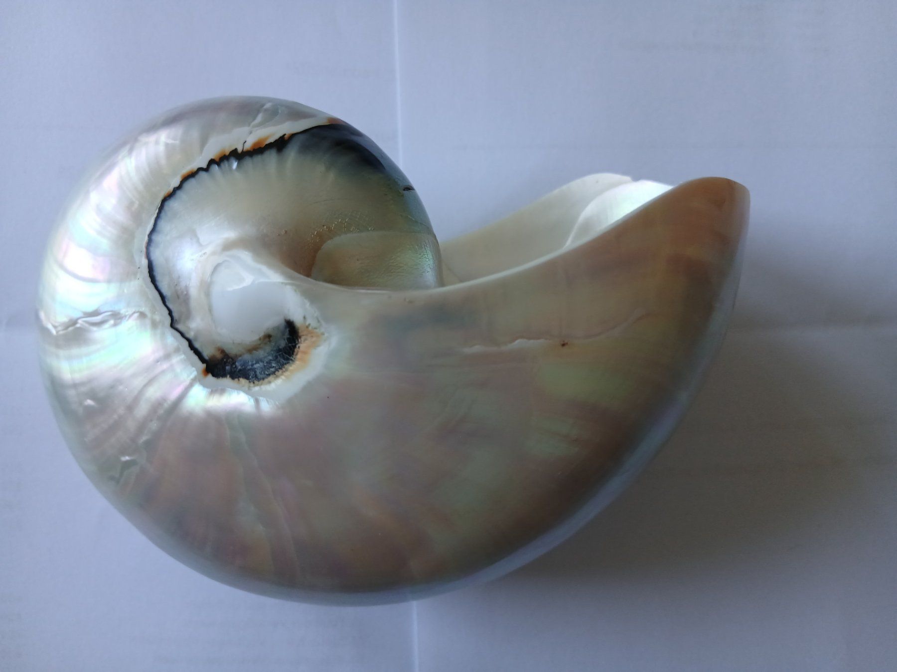 Tutte le decorazioni: Nautilus Muschel – Usato da Zürich venduto da Mephisto87 4