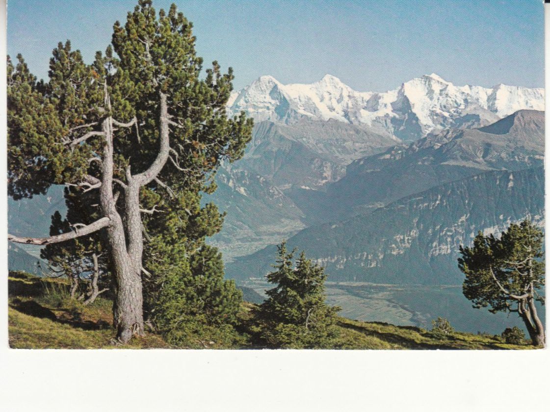 Ansichtskarten: Niederhorn 1964 – Gebraucht aus Bürglen TG von StampGraf
