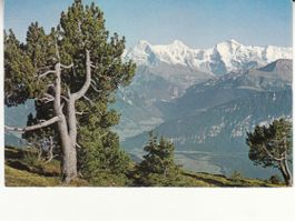 Niederhorn 1964
