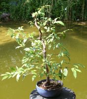 BONSAI  -  Kirschmyrte