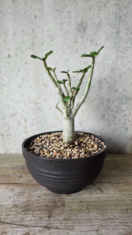 Wüstenrose Adenium Obesum Rhizom - Winterharte Sukkulente | Für Drinnen & Draußen