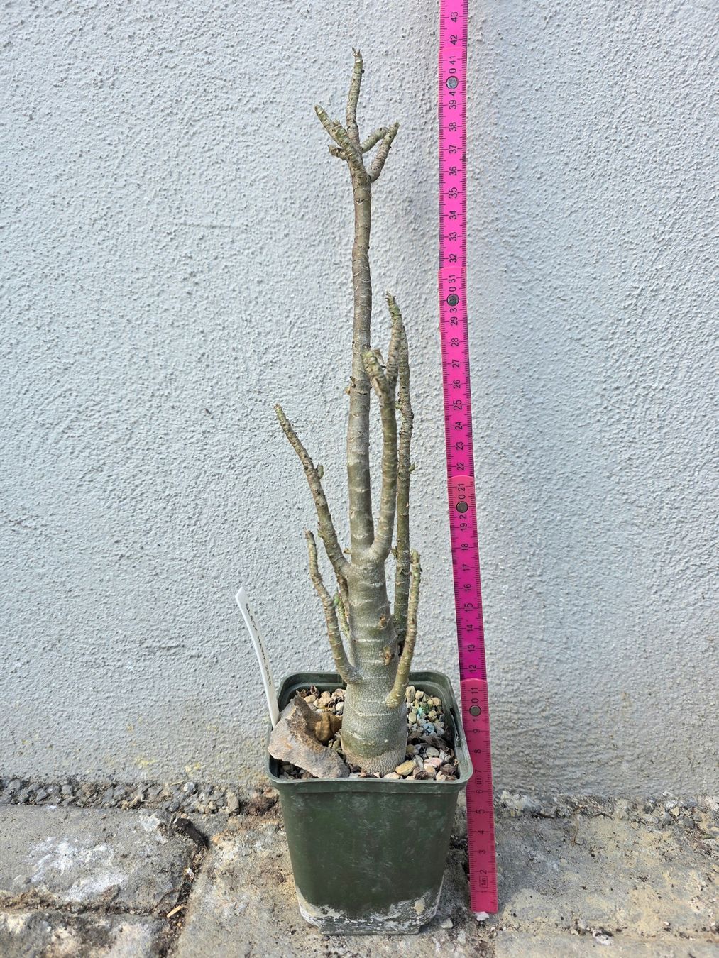 Piante & sementi: Adenium arabicum "Black Hawk" / Wüstenrose – Usato da Thalheim venduto da silvara01