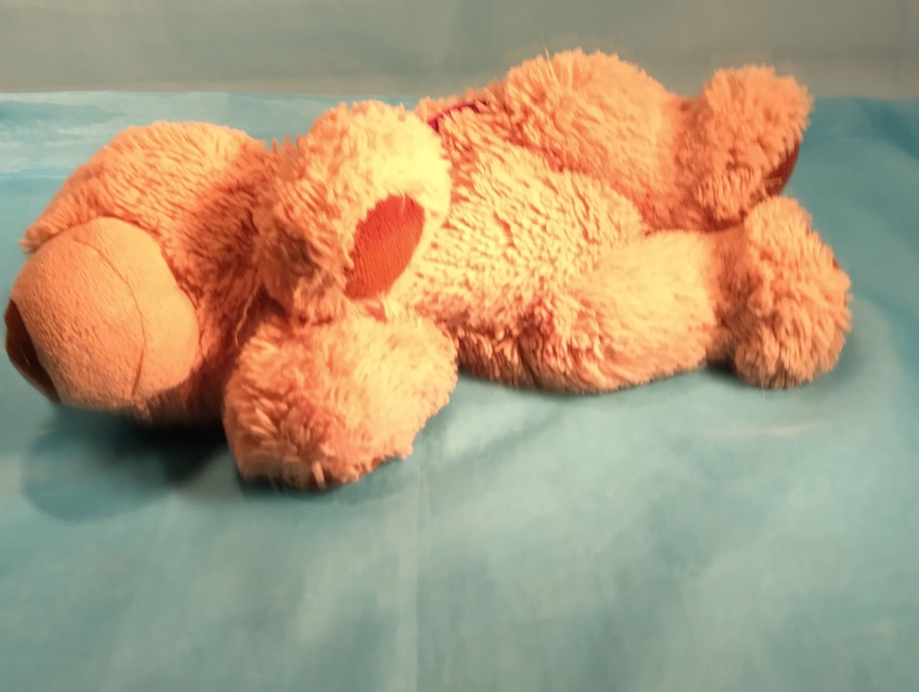Warmies Spielzeuge: Warmies Bär, L: 30cm – Gebraucht aus Bellach von JingleCherry 3