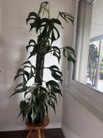 RIESIGE! Monstera Burle Marx Flame! 2 Pflanzen!