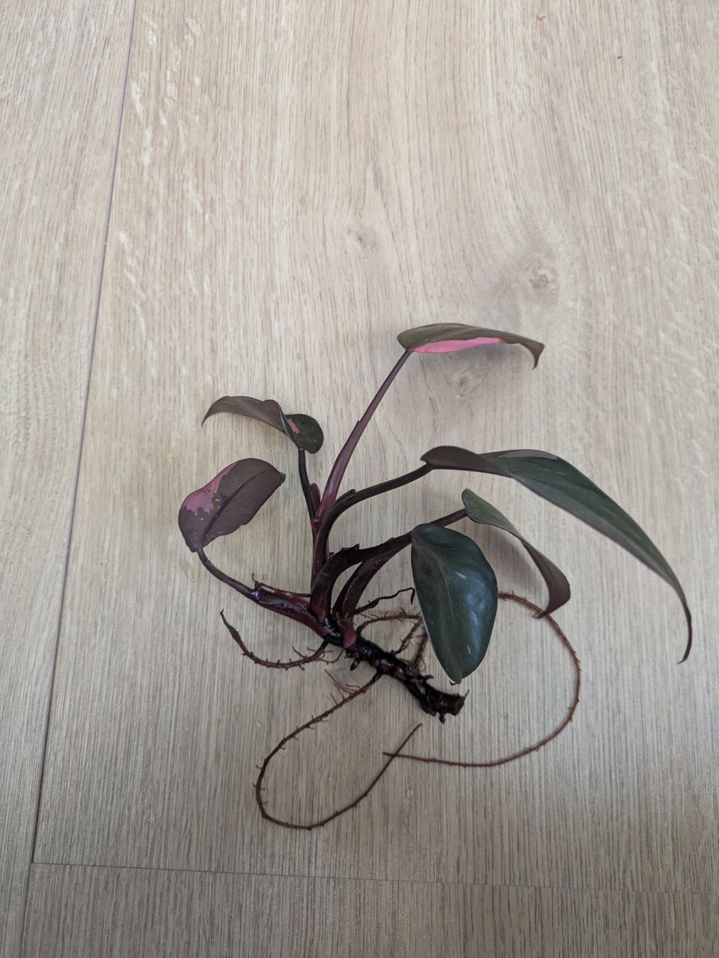 Piante & sementi: Philodendron Pink Princess - Rare – Usato da Winkel venduto da Kade50 1