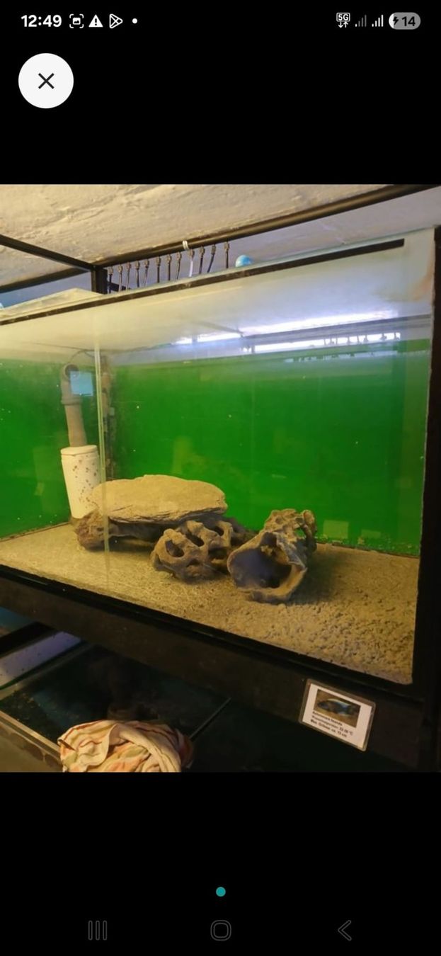 Acquari: 250 Liter occasion Aquarium – Usato da Kappelen venduto da lue_nrl2