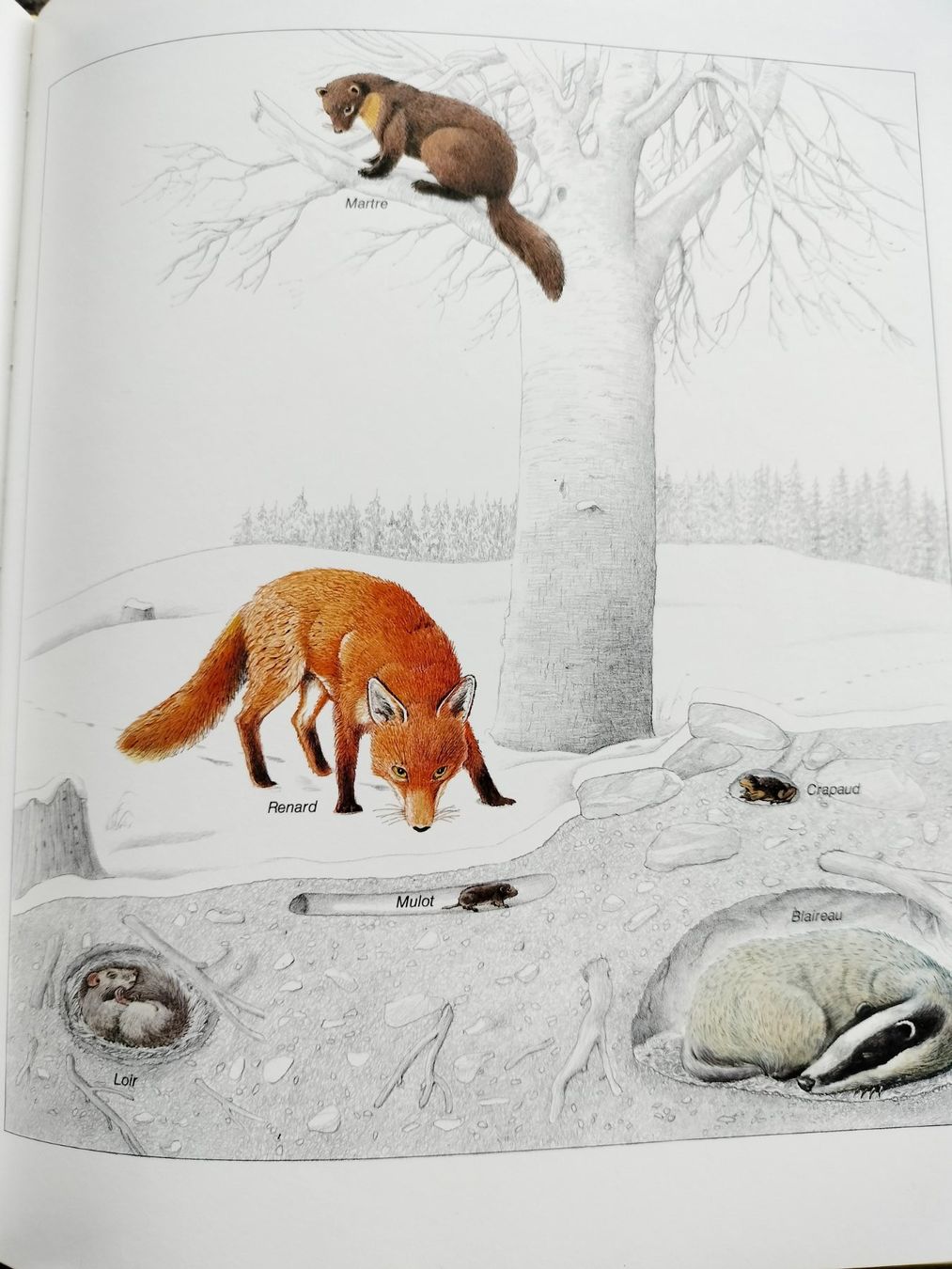 Libri: LA FORÊT Découvrez la forêt avec Silva – Usato da Cortaillod venduto da rozinna 7