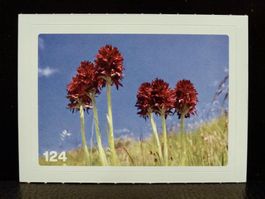 MIGROS MANIA Nature Detectives Nr. 124