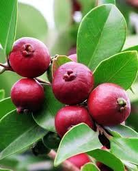 Pflanzen & Samen: Erdbeer Guave - Psidium cattleianum - 20 Samen – Neu und originalverpackt aus Sumiswald von Cham14558