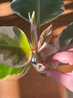 Gummibaum Ableger (Ficus Elastica Tineke)