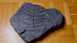 Fossil - Neuropteris
