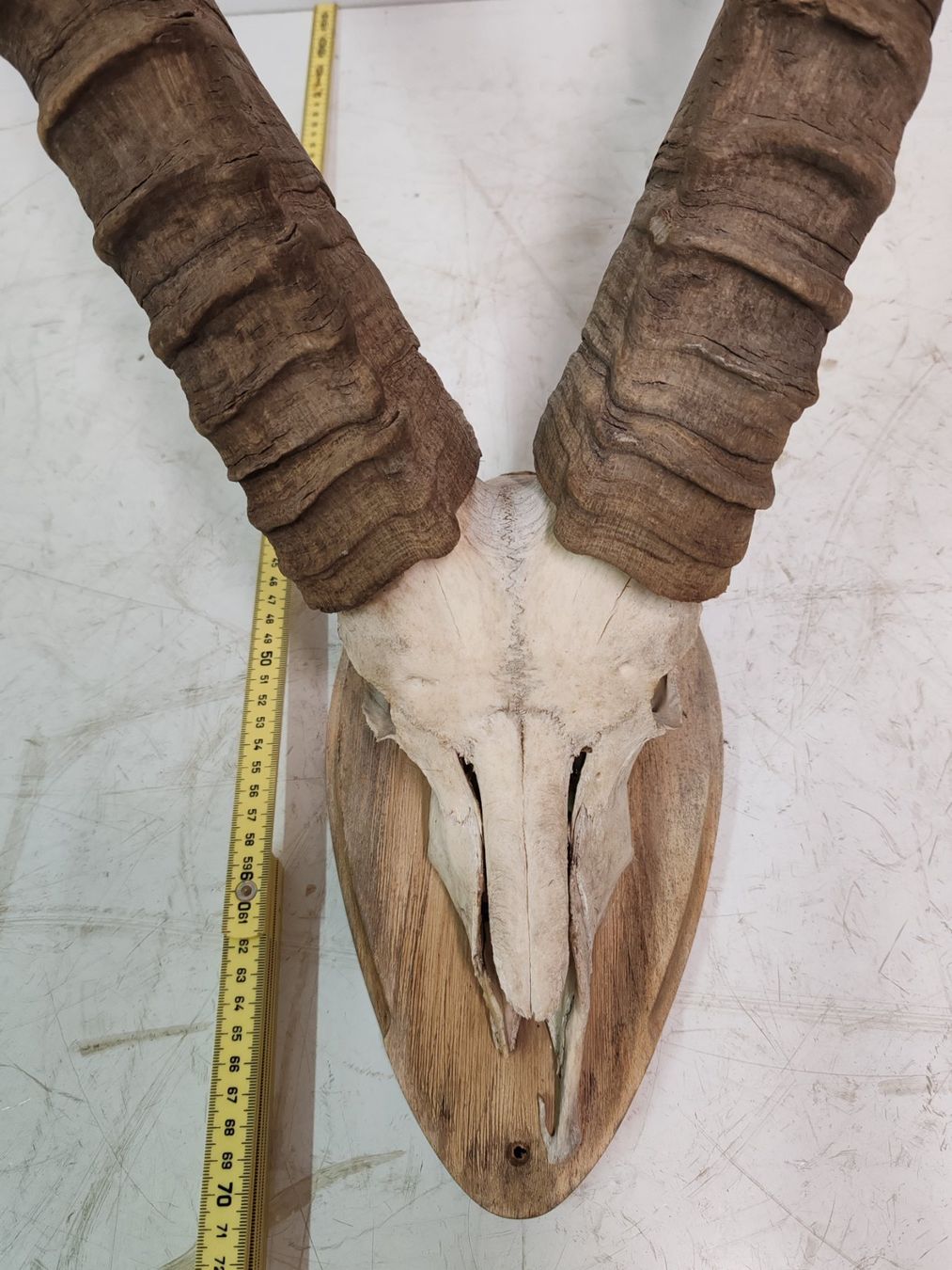 Il mondo degli animali: Steinbock Geweih als Trophäe, Gehörn Jahr 1990 – Usato da Luzern venduto da Lager6640 2