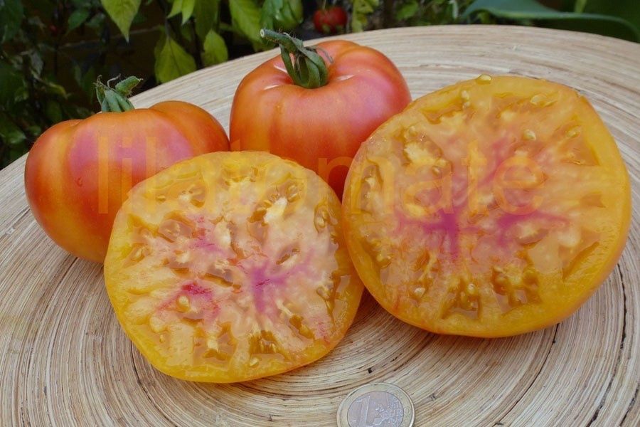 Piante & sementi: 30 Samen OLD GERMAN Tomate Alte Sorte – Nuovo (secondo la descrizione) da Ehrendingen venduto da VerveinaSamen 4