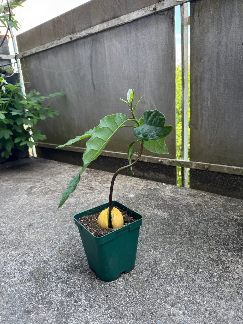 Piante & sementi: Avocado Baum (curved trunk) – Nuovo (secondo la descrizione) da Schlieren venduto da Edgar_k 5