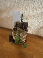 Bulbophyllum frostii
