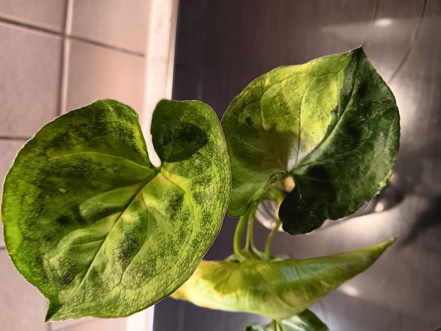 Piante & sementi: Syngonium Paket – Usato da Neerach venduto da Pudelmax 3