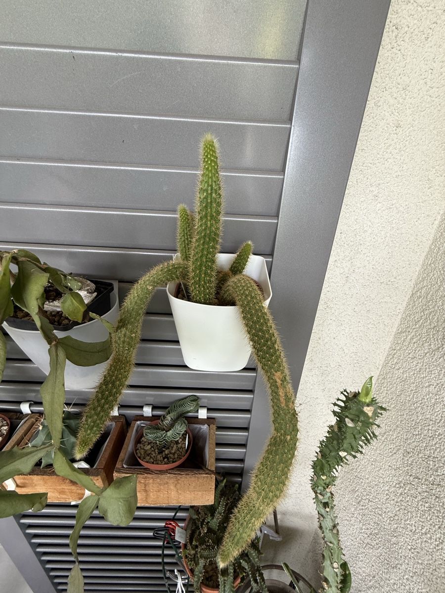 Plantes & graines: Affenschwanzkaktus (Cleistocactus colademononis) – D'occasion à Rorbas par SimS0n 1