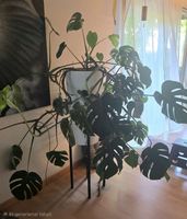 Monstera Deliciosa Zimmerpflanze gross