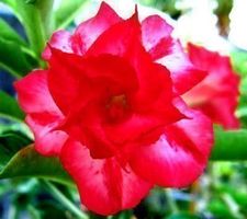 Adenium rose du désert  10 variétés rare