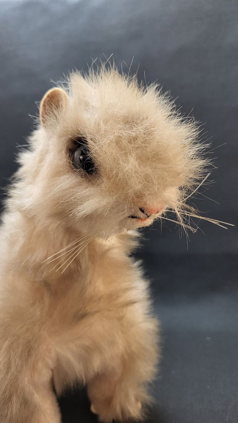 Steiff Giocattoli: STEIFF Wiesel Minky – Usato da Basel venduto da spinne02 4