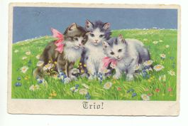 Drei KATZEN: Trio !