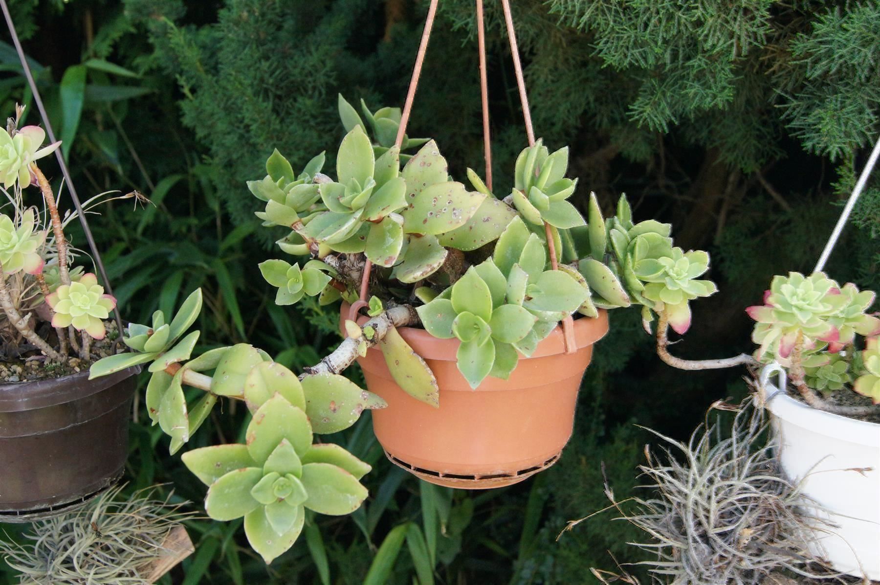 Piante & sementi: Crassula lactea Ampelpflanze – Nuovo (secondo la descrizione) da Geroldswil venduto da botanicals 1