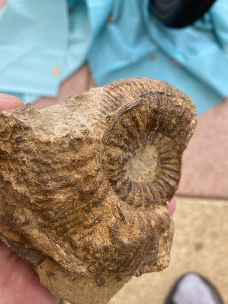 Fossili: Ammonit-Stephanoceras – Usato da Liestal venduto da Stephanoceras1 2