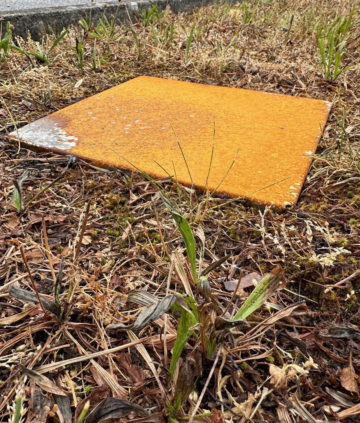Rivestimenti per pavimenti: Garten - Trittplatte aus rohem Stahl – Nuovo (secondo la descrizione) da Solothurn venduto da carysheetmetal_ag 5