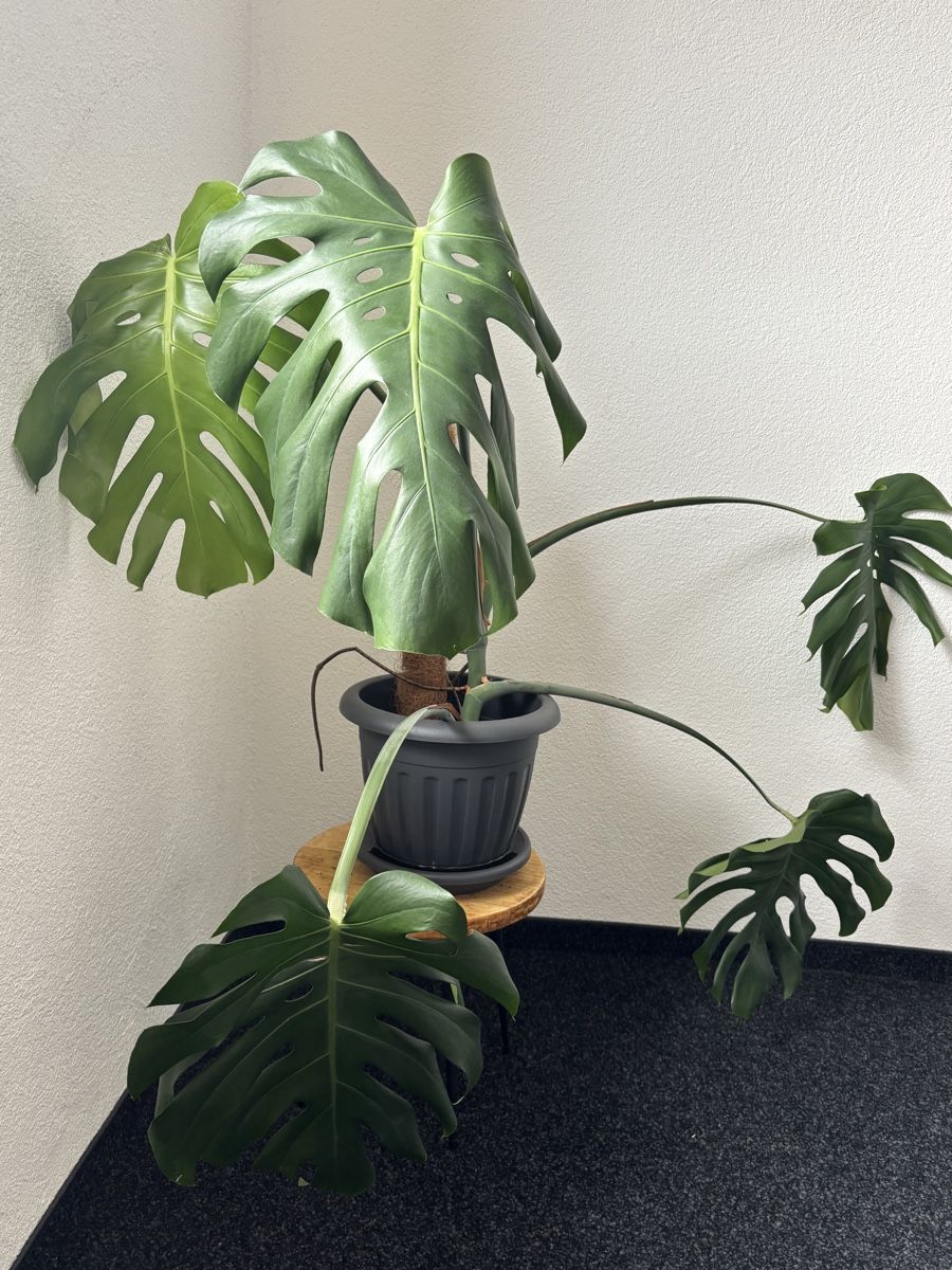 Pflanzen & Samen: Monstera – Gebraucht aus Winterthur von Karl0235