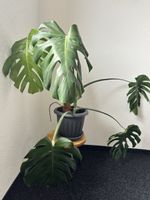Monstera