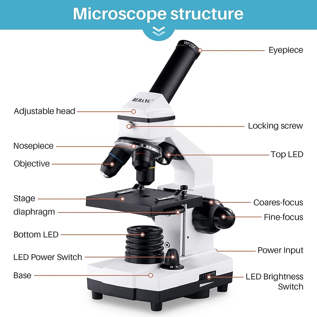 Microscopi: Mikroskop Optisch 100x-2000x mit Objektträger Set LED Licht – Nuovo e nell'imballaggio originale da Basel venduto da EchoPeak 6