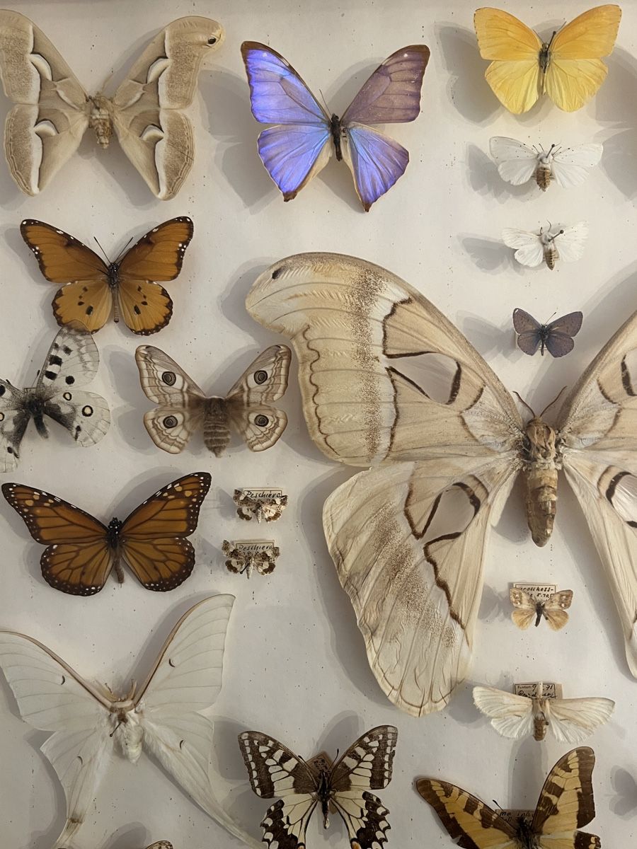 Vitrinen: Schmetterling Sammlung Schaukasten Holz – Gebraucht aus Zürich von ViolettRosenRot 4