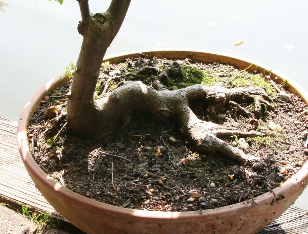 BONSAI - Bergahorn (Neu (gemss Beschreibung)) in Gretzenbach fr CHF 75   nur Abholung auf Ricardo kaufen