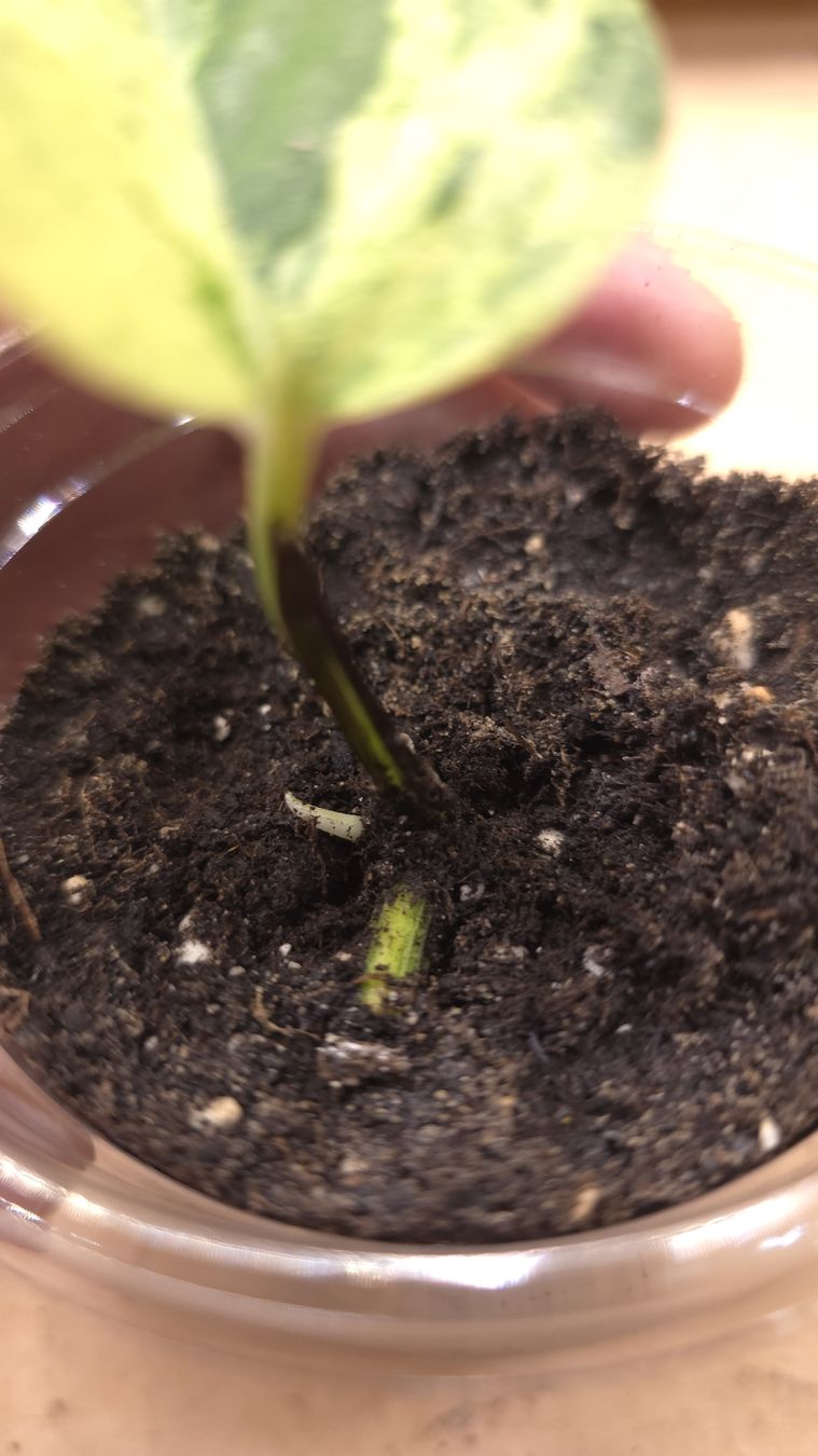 Pflanzen & Samen: Epipremnum Marble Queen  – Neu (gemäss Beschreibung) aus Neyruz FR von bry_2dg9 1