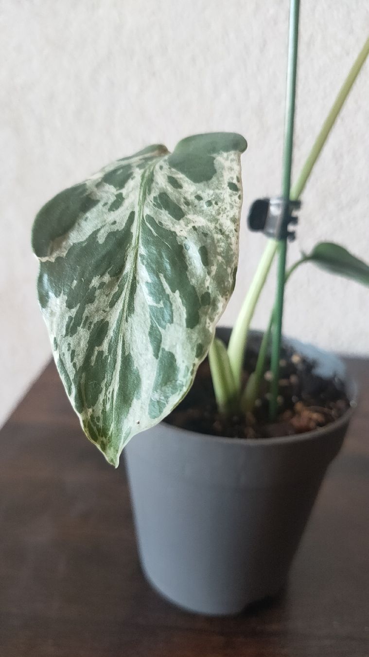 Piante & sementi: Monstera bulbasaur moyenne  – Nuovo (secondo la descrizione) da St-Aubin-Sauges venduto da may_2yrv