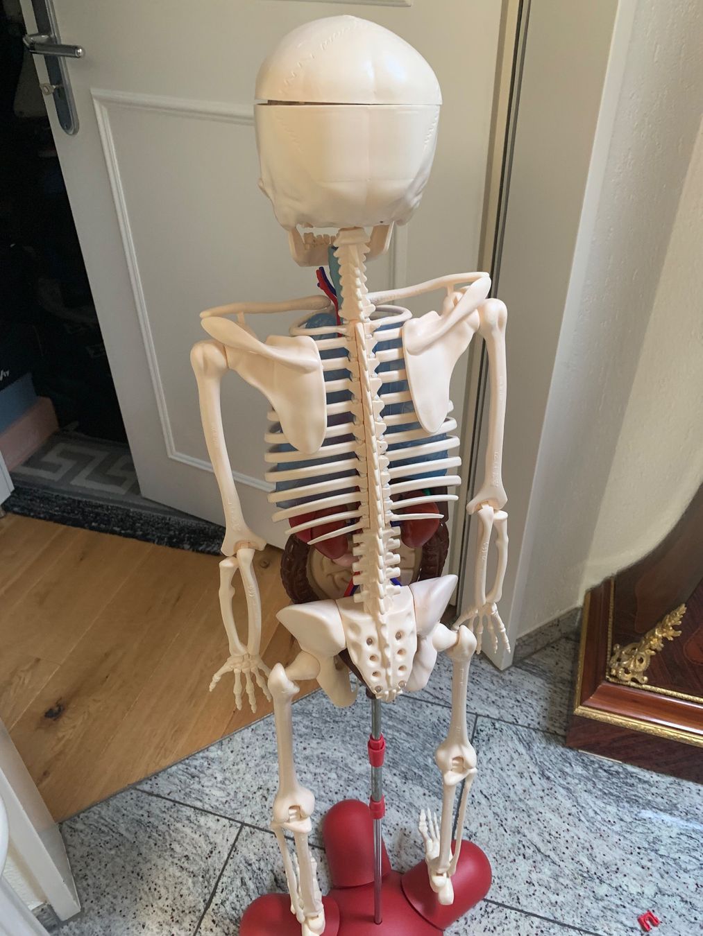 Kit di modellismo & Modellini statici: Älteres detailliertes Anatomie Lehrmodell – Usato da Rothrist venduto da Oddymanliane 7